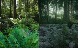 Plant comparisons
