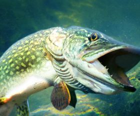 Pro Fishing Simulator