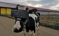 VR Cow