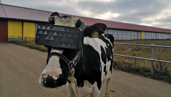 VR Cow