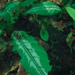 Empires of the Undergrowth