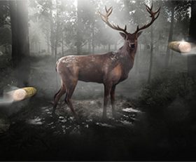 Wild Hunt Hunting Games 3D