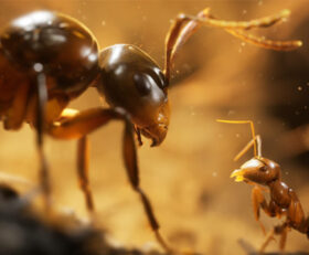Empire of the Ants