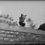 بازی Cat Detective Albert Wilde