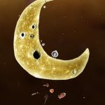 دانلود بازی Botanicula برای اندروید