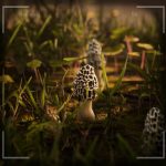 بازی Morels The Hunt
