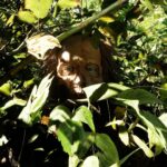 بازی Forest Doesnt Care