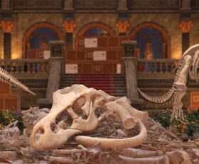 DinoBones Tidy Up the Museum